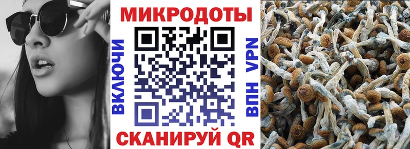 купить наркотики цена  Холм  Псилоцибиновые грибы Cubensis 